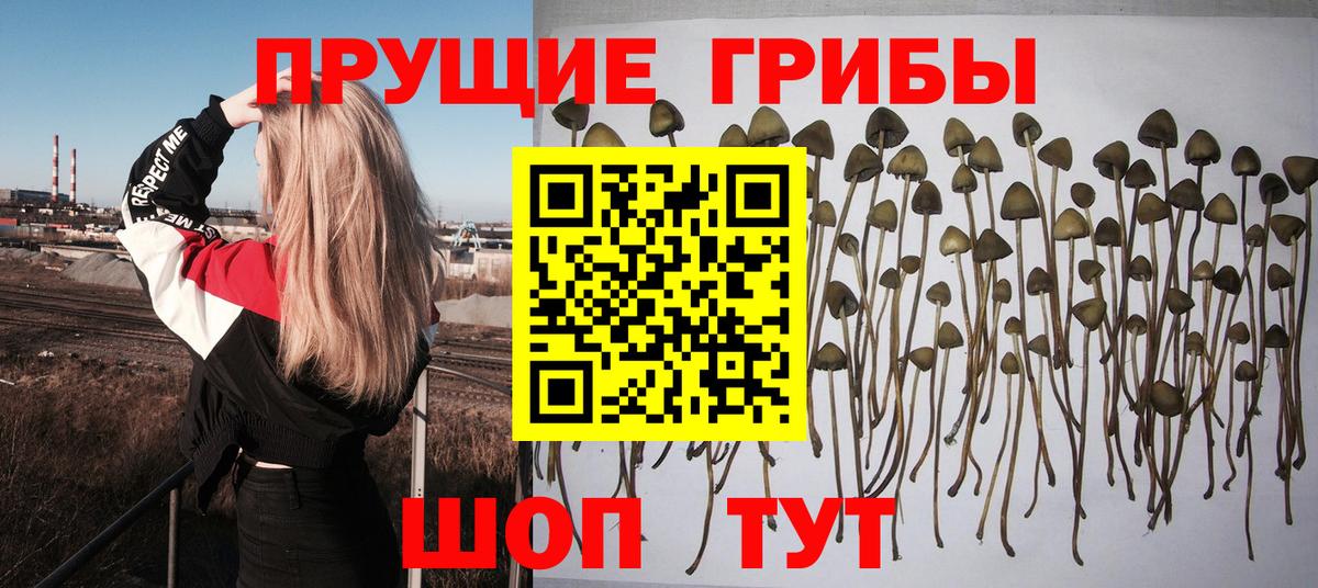 Галлюциногенные грибы Psilocybine cubensis Кувандык